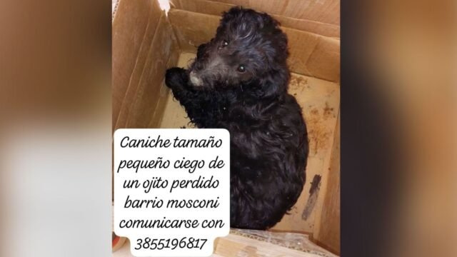 caniche-perdido-559335-171124.jpg