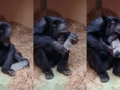 Por que as pessoas coletam cristais há 780 mil anos? A resposta pode estar nos chimpanzés