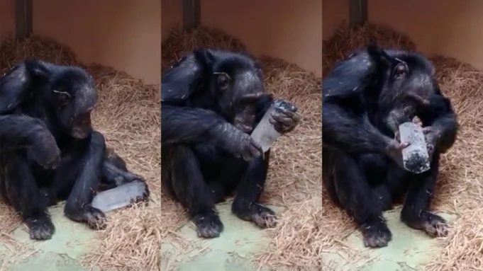 Por que as pessoas coletam cristais há 780 mil anos? A resposta pode estar nos chimpanzés Por que as pessoas coletam cristais há 780 mil anos? A resposta pode estar nos chimpanzés