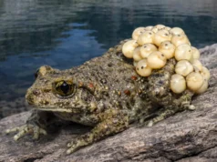 Os cientistas finalmente descobriram por que alguns sapos sobrevivem a um fungo mortal