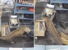 Vídeo chocante mostra um leopardo invadindo uma loja de bebidas e atacando trabalhadores assustados