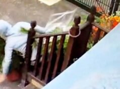 Momento engraçado: ladrão desajeitado cai da escada em arbustos enquanto tentava roubar vasos de plantas durante invasão no centro de jardinagem