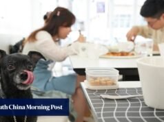 Resposta de Hong Kong, não vai ‘apalpar’ comida adequada para cães, apesar do retorno