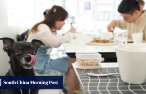Resposta de Hong Kong, não vai ‘apalpar’ comida adequada para cães, apesar do retorno