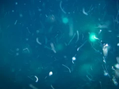 A vida no fundo do mar tem uma fonte secreta de alimento que os cientistas nunca esperaram