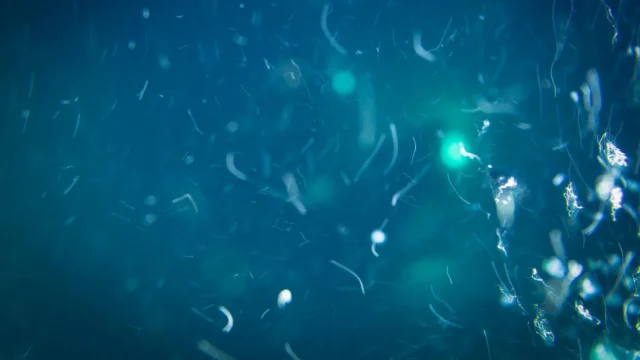 deep-sea-nutrient-particles-ocean-microbes.webp.webp