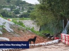 Um aumento no número de animais abandonados em meio ao desmatamento para o desenvolvimento da metrópole do norte