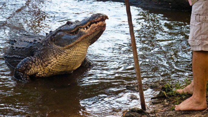 Um homem da Flórida dá uma entrevista incrível sobre como lutou contra um crocodilo com uma vara de pescar.