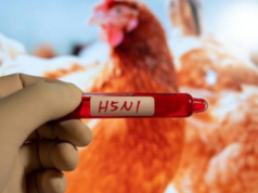 Um caso suspeito de gripe aviária H5N1 foi descoberto na costa leste da Austrália