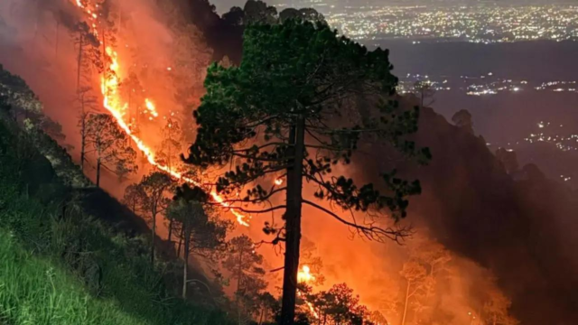 forestfire-1784204364172_d.png