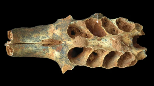 fossilized-mammal-skull.webp.webp