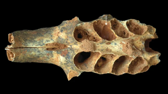 Abelhas antigas transformaram alvéolos dentários em pequenos berçários há 20 mil anos