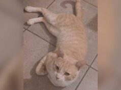 Eles procuram Minine, uma gata que desapareceu no bairro Cabildo