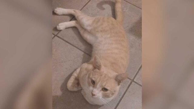gatito-perdido-558476-002841.jpg