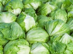 Taylor Farms está retirando alface americana do mercado dos EUA após um surto de ciclosporíase