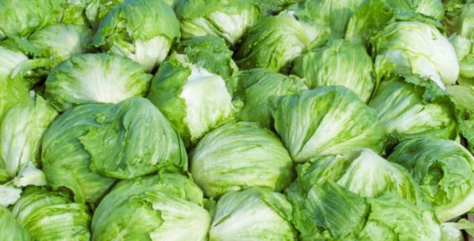 Taylor Farms está retirando alface americana do mercado dos EUA após um surto de ciclosporíase