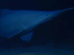 Um raro tubarão-duende fotografado vivo no fundo do mar pela primeira vez