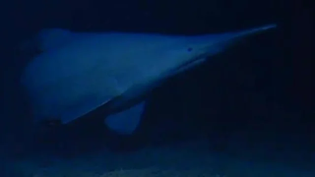 goblin-shark-near-tonga-trench.webp.webp