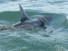 Avistamentos de tubarões causaram pânico nas praias depois que nadadores foram mordidos durante o verão.