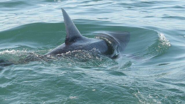 great-white-shark-fin.jpg