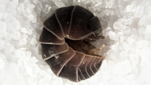 habitus-of-isopods.webp.webp