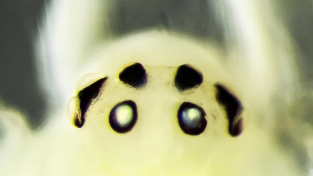 happy-face-spider.webp.webp