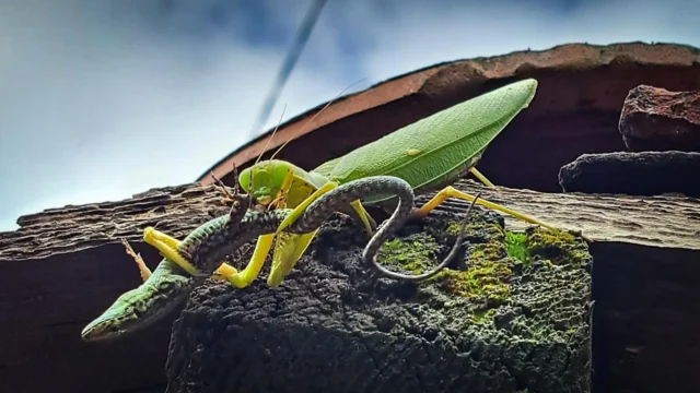 hierodula-patellifera-preying-on-wall-lizard.webp.webp
