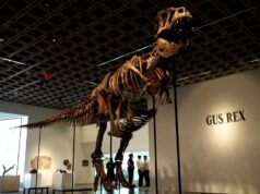 Esqueleto de T.Rex é vendido por US$ 50,1 milhões em leilão de Nova York | HISTÓRIA
