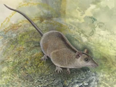 Cientistas acabam de descobrir um ramo perdido de marsupiais australianos