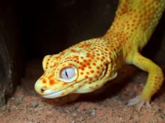 Esta lagartixa de estimação pode ajudar os cientistas a desvendar os segredos do câncer