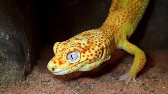 lemon-frost-gecko.webp.webp