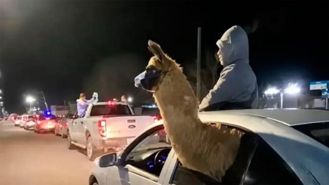 llevo-llama-auto-559509-084515.jpg