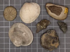 Os cientistas finalmente resolveram o mistério da maior extinção em massa na Terra