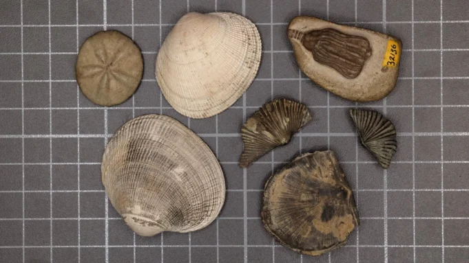 Os cientistas finalmente resolveram o mistério da maior extinção em massa na Terra