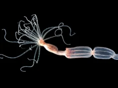 Os cientistas descobriram uma maneira completamente diferente de combater vírus