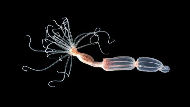 nematostella-vectensis-sea-anemone.webp.webp