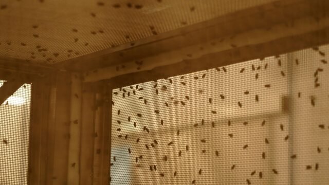 new-world-screwworm.jpg