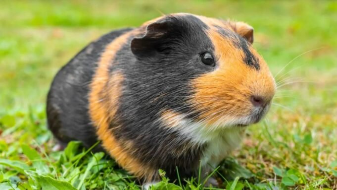 Casal fora da rede cria porquinhos-da-índia do tamanho de coelhos para se alimentar Casal fora da rede cria porquinhos-da-índia do tamanho de coelhos para se alimentar