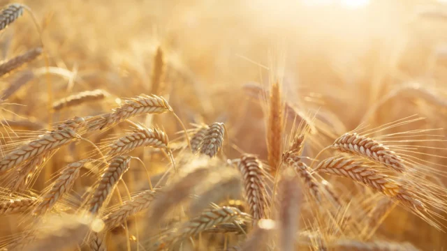 rye-farm-field-sunshine.webp.webp