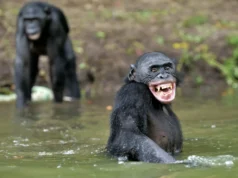 A risada do macaco revela as origens ocultas da fala humana