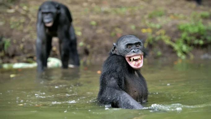 A risada do macaco revela as origens ocultas da fala humana A risada do macaco revela as origens ocultas da fala humana