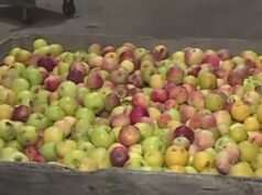 ‘Ano agrícola muito difícil’: surto anterior de pragas de pera gera pedido de ajuda humanitária em Oregon