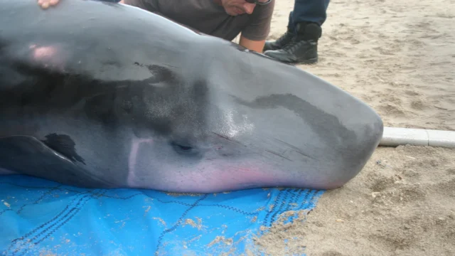 stranded-pygmy-sperm-whale.webp.webp