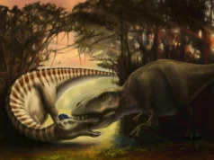 Este fóssil de dinossauro retrata os momentos finais de um ataque de tiranossauro