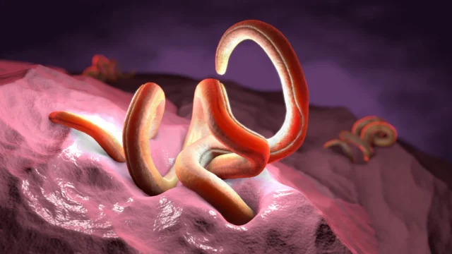 twisted-nematode-parasitic-worm-inside-intestine.webp.webp