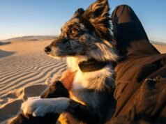 Fi está lançando a primeira coleira para animais de estimação com Starlink para rastrear animais de estimação onde quer que eles vão