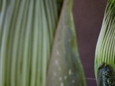 Duas flores raras de cadáveres estão prestes a deixar Huntington fedendo