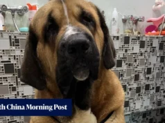 Hong Kong é instada a adotar nivelamento de cães com base em sintomas e testes de DNA após ataques Hong Kong urged to adopt trait-based dog tiers, DNA checks after attacks