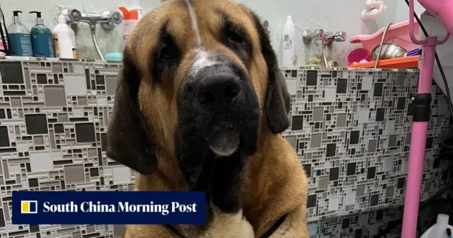 Hong Kong é instada a adotar nivelamento de cães com base em sintomas e testes de DNA após ataques