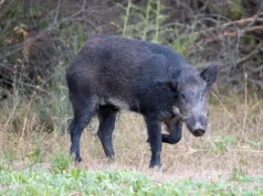 Shaquille O’Neal vai caçar porcos selvagens na escuridão do leste do Texas: ‘Eu sou a visão noturna’ Shaquille O'Neal goes feral hog hunting in East Texas darkness: 'I am the nightvision'